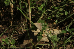 Parrhasius moctezuma