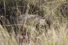 Chelonoidis chilensis