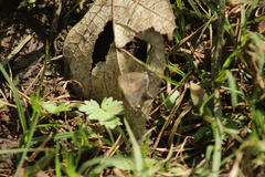 Parrhasius moctezuma