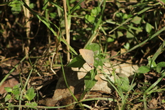 Parrhasius moctezuma