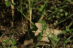 Parrhasius moctezuma