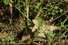 Parrhasius moctezuma