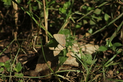 Parrhasius moctezuma