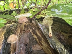 Mycena holoporphyra