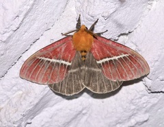 Pseudodirphia menander