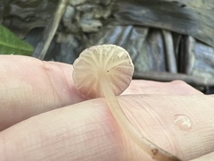 Mycena holoporphyra