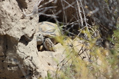 Chelonoidis chilensis