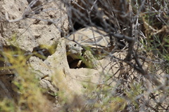 Chelonoidis chilensis