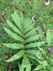 Serpocaulon triseriale
