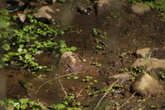 Parrhasius moctezuma