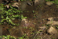 Parrhasius moctezuma