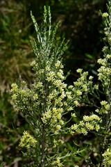 Ozothamnus cupressoides