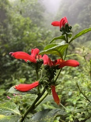 Centropogon vaughianus