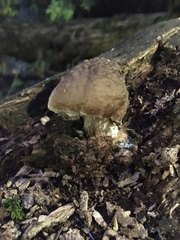 Pluteus