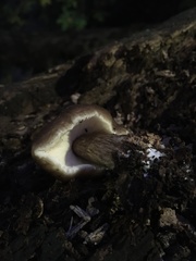 Pluteus