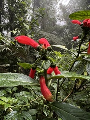 Centropogon vaughianus