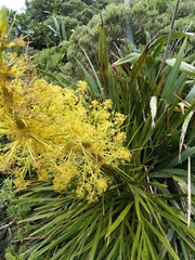 Aciphylla horrida