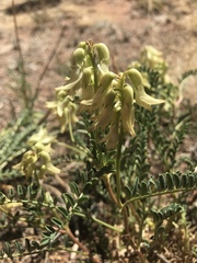 Astragalus praelongus