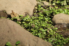 Parrhasius moctezuma