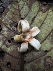 Ladenbergia macrocarpa