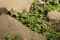 Parrhasius moctezuma