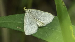 Zanclognatha pedipilalis