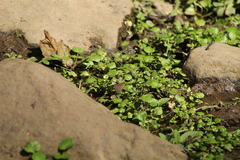 Parrhasius moctezuma