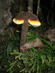 Sanguinoderma