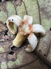 Ladenbergia macrocarpa