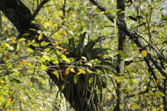 Tillandsia prodigiosa