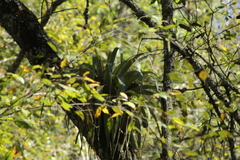 Tillandsia prodigiosa