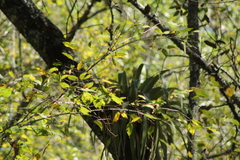 Tillandsia prodigiosa