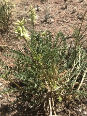 Astragalus praelongus