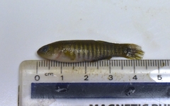 Fundulus pulvereus