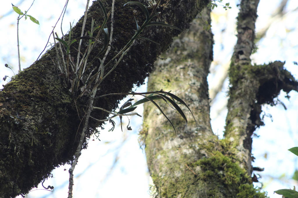 Epidendrum lowilliamsii García-Cruz 3