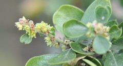 Condalia velutina