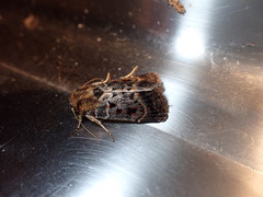Proteuxoa sanguinipuncta