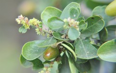 Condalia velutina