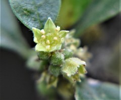 Condalia velutina