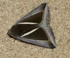 Chalciope alcyona