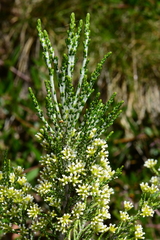 Ozothamnus cupressoides
