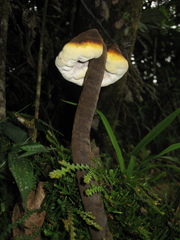 Sanguinoderma