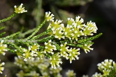Ozothamnus cupressoides