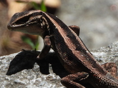 Liolaemus cyanogaster
