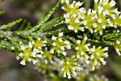 Ozothamnus cupressoides