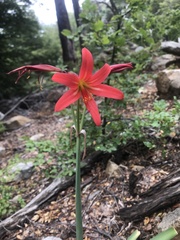 Zephyranthes splendens