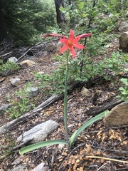 Zephyranthes splendens