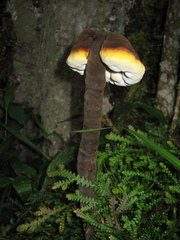 Sanguinoderma