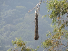 Psarocolius montezuma