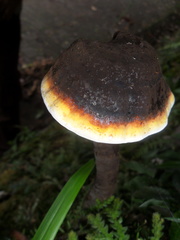 Sanguinoderma
